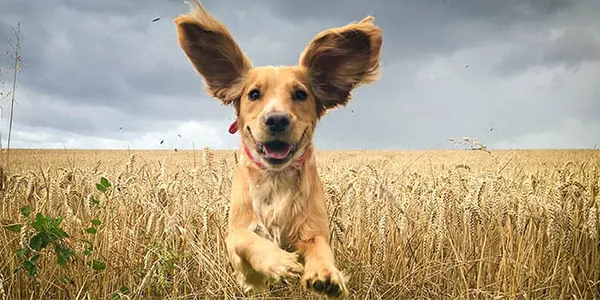 Köpeklerin kulaklarını kontrol eden 18 kas bulunur