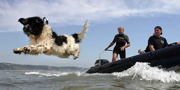 Bazı köpekler inanılmaz yüzücülerdir