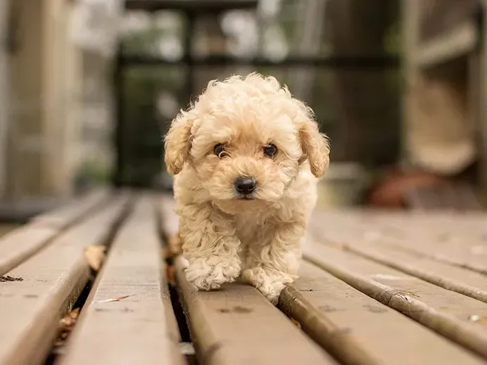 köpek