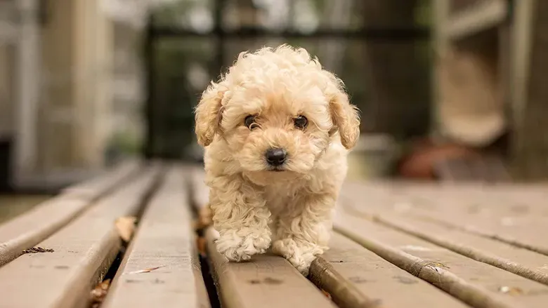 köpek