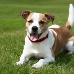 Köpeklerdeki Sıcak Çarpması ve Tedavi Yöntemleri