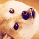 Dogecoin’in Sevimli Yüzü Kabosu Aramızdan Ayrıldı