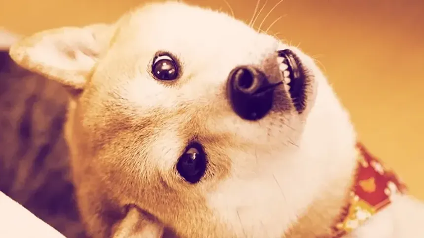 Dogecoin’in Sevimli Yüzü Kabosu Aramızdan Ayrıldı