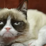 Bu da Oldu! Yapay Zeka, Kedilerinizi Anlayabilecek