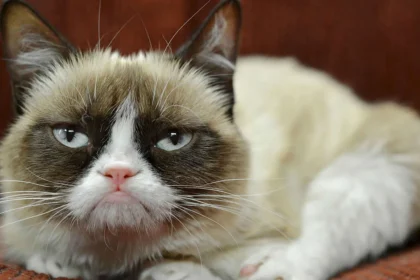 Bu da Oldu! Yapay Zeka, Kedilerinizi Anlayabilecek