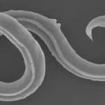 46 Bin Yıllık Solucanlar Hayata Döndürüldü