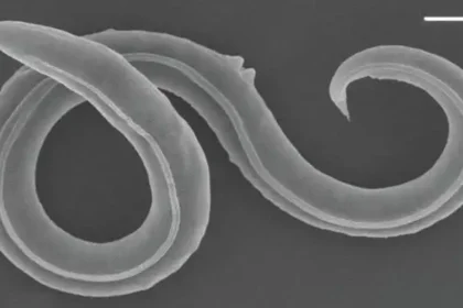 46 Bin Yıllık Solucanlar Hayata Döndürüldü