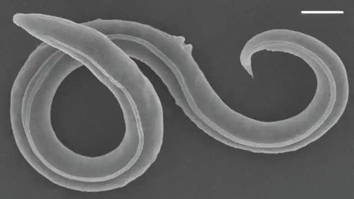 46 Bin Yıllık Solucanlar Hayata Döndürüldü