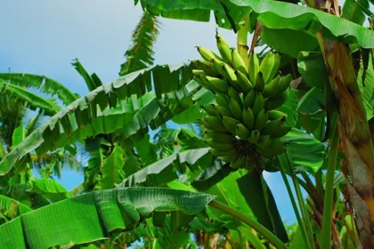 Muz Cumhuriyet'inin Gerçek Olduğunu Biliyor Muydunuz?