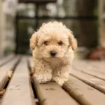 İnsanlardan 40 Kat Daha İyi Koku Alabiliyorlar: Köpeklerle İlgili İlginç 5 Bilgi köpek