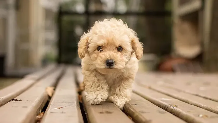 köpek