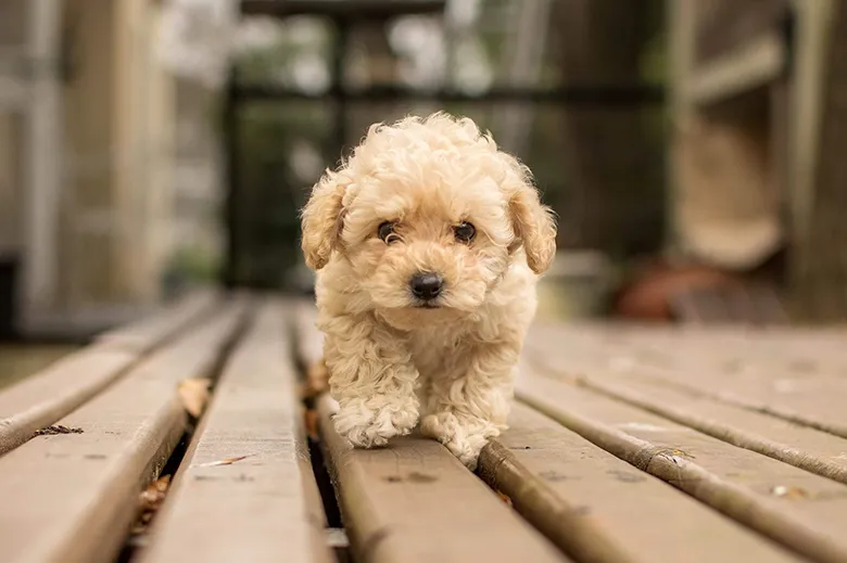 İnsanlardan 40 Kat Daha İyi Koku Alabiliyorlar: Köpeklerle İlgili İlginç 5 Bilgi köpek
