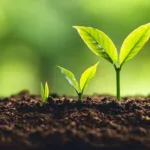 İsveç Bilim İnsanları Elektronik Toprak Geliştirdi