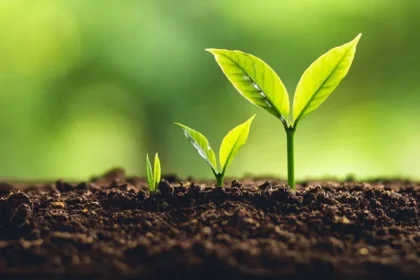 İsveç Bilim İnsanları Elektronik Toprak Geliştirdi