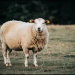 Akika Kurbanı Nedir, Nasıl Kesilir ve Kimler Yiyebilir?