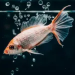 Japon Balıklarını Nasıl Beslemeli? Japon Balığı Bakımı İçin Bilmeniz Gereken 7 Şey