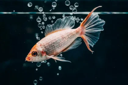 Japon Balıklarını Nasıl Beslemeli? Japon Balığı Bakımı İçin Bilmeniz Gereken 7 Şey