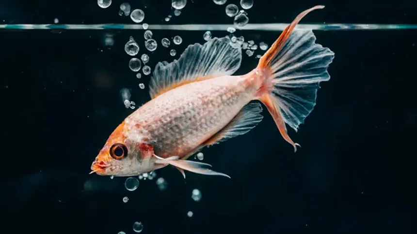 Japon Balıklarını Nasıl Beslemeli? Japon Balığı Bakımı İçin Bilmeniz Gereken 7 Şey