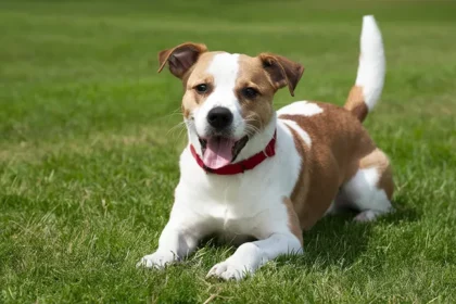 Köpeklerdeki Sıcak Çarpması ve Tedavi Yöntemleri