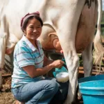 Kaymak Nasıl Yapılır?