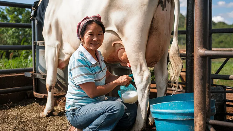 Kaymak Nasıl Yapılır?