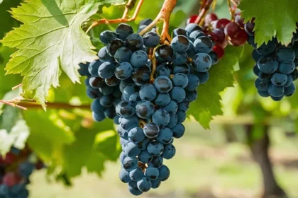 Evde Üzüm Sirkesi Nasıl Yapılır?