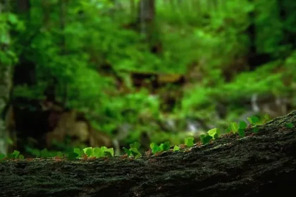 Çekilen Fotoğrafı Anında Yapay Zeka Görseline Dönüştüren Kamera Geliştirildi
