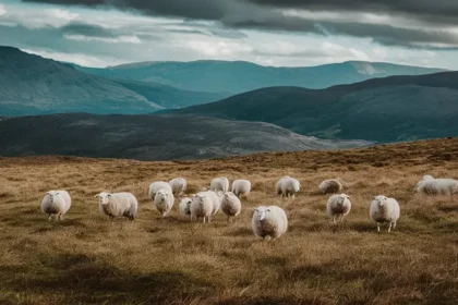Kurban Eti Nasıl Pay Edilir?